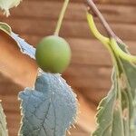 Celtis australis Fruit