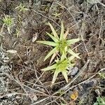 Eriocaulon truncatum Leaf