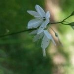 Anthericum ramosum Fula