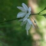 Anthericum ramosum Fleur