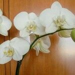Phalaenopsis spp. Cvet