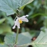 Solanum villosumFlor