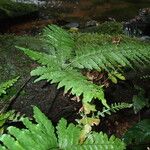 Triplophyllum securidiforme पत्ता