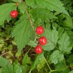 Actaea rubraFruit