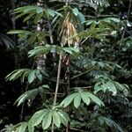 Cecropia sciadophylla Koor