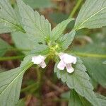 Galeopsis tetrahit Flor