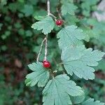 Ribes alpinum果實