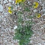 Sisymbrella aspera Hábito