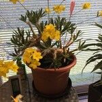 Pachypodium rosulatum Bark