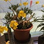 Pachypodium rosulatum Φλοιός