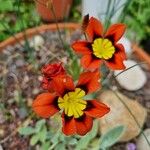 Sparaxis tricolor Λουλούδι