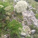 Siler montanum फूल