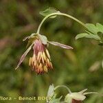 Thalictrum macrocarpum Virág