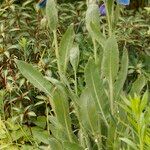 Meconopsis betonicifolia Квітка