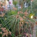 Cyperus longus Liść