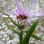 Centaurea decipiens Flor