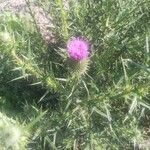 Cirsium vulgareফুল