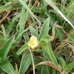 Commelina africana Leaf