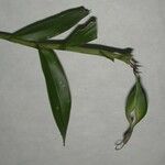 Epidendrum nocturnum Прочее