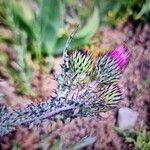 Carduus litigiosus Flower