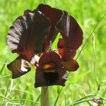 Iris atrofusca Цветок