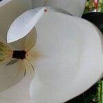 Magnolia grandifloraBlüte