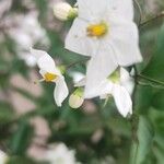 Solanum jasminoides Blüte