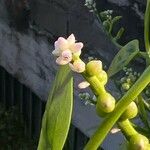 Basella alba Flower