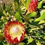 Protea caffra Virág