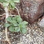 Aeonium goochiae Hoja