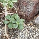 Aeonium goochiae Leaf