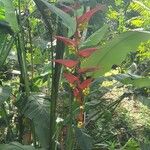 Heliconia collinsiana Blomst