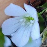 Gypsophila repensFlors