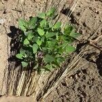 Chenopodium quinoa Лист