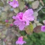Rhododendron dauricum Flor