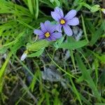 Sisyrinchium montanum Kukka