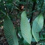 Dipterocarpus sublamellatus Leaf