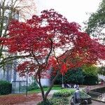 Acer japonicum 整株植物