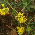 Medicago falcata Flor