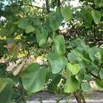 Cercis occidentalis Hostoa