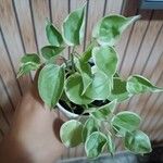 Peperomia serpens Leaf