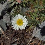 Erigeron compositus Hábito