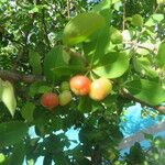 Malpighia glabra Fruit