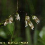 Hierochloe odorata Fleur
