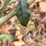 Bignonia capreolata Лист