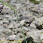 Carex atrata Sonstige