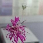 Crupina vulgaris 花