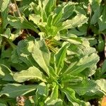 Erigeron glaucus Folha