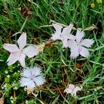 Dianthus plumarius പുഷ്പം