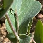 Coronilla scorpioides List